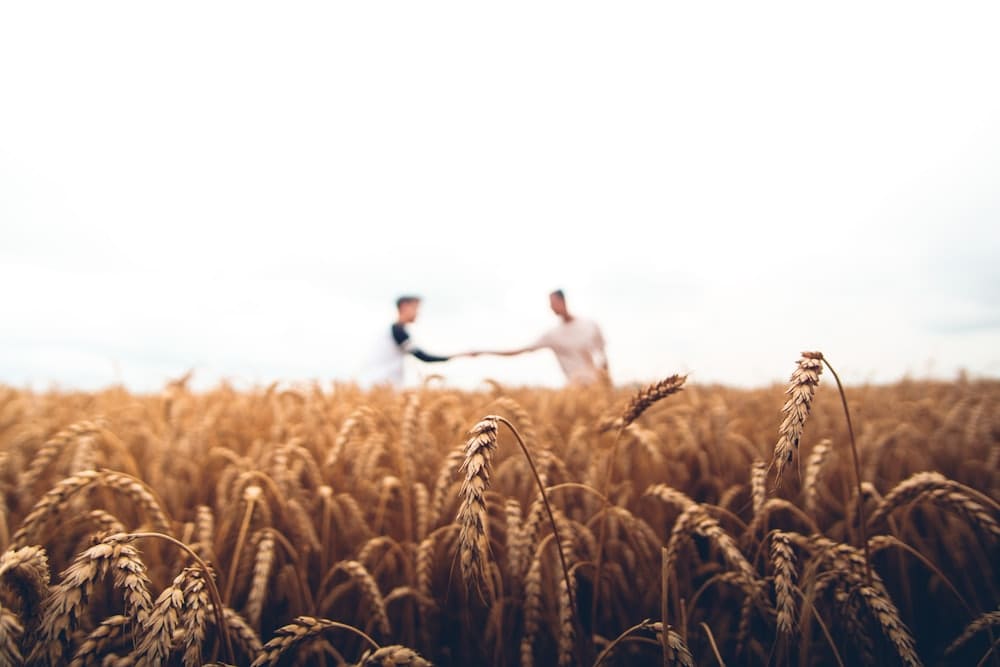 Two people walking through a ripe wheat field